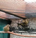 Schotse/grote groenvinken, Meerdere dieren, Wildzangvogel, Geringd