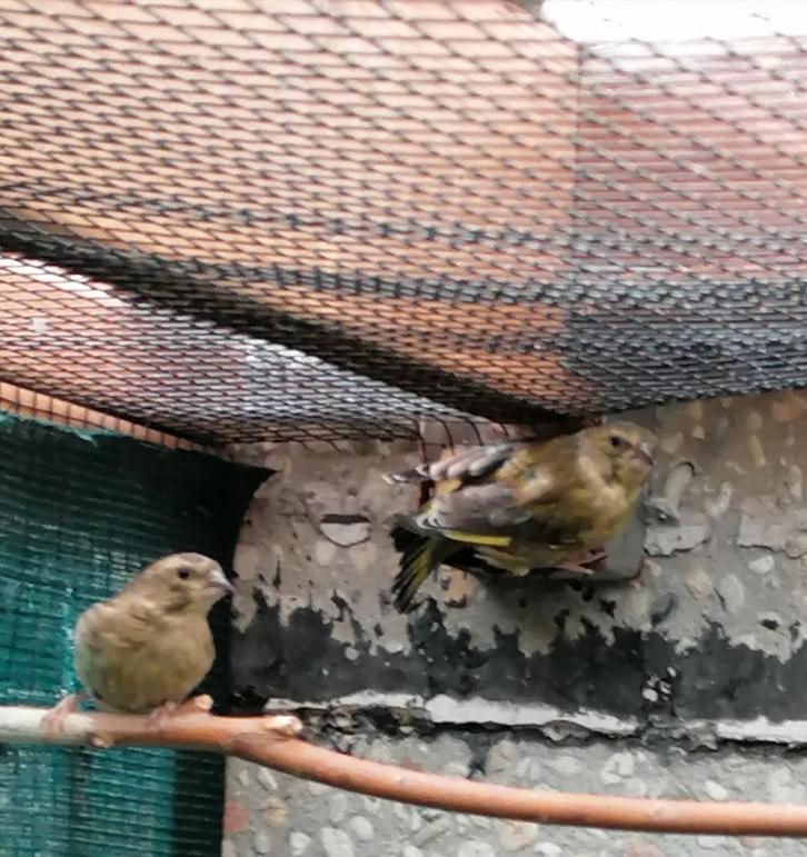 Schotse/grote groenvinken, Dieren en Toebehoren, Vogels | Overige Vogels, Wildzangvogel, Meerdere dieren, Geringd