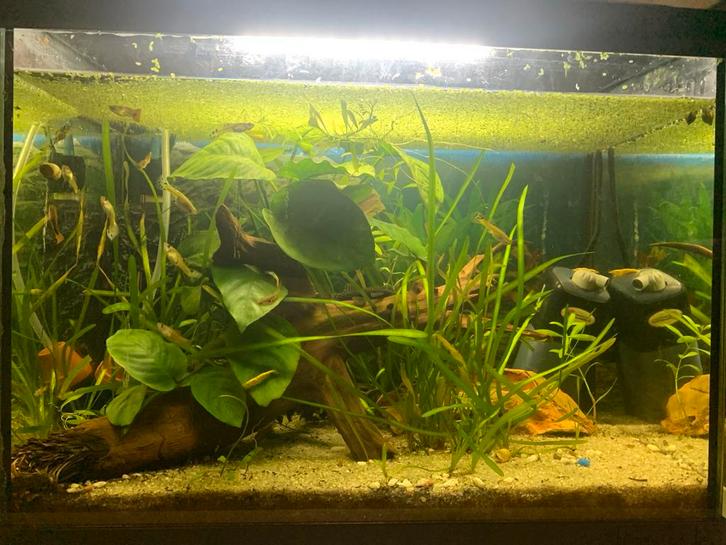 Mooi aqarium, Dieren en Toebehoren, Vissen | Aquaria en Toebehoren, Zo goed als nieuw, Gevuld zoetwateraquarium, Ophalen of Verzenden