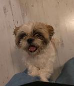 Vrolijke shih tzu reu 1 jaar, België, Particulier, CDV (hondenziekte), 1 tot 2 jaar