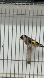 Parva putter 2025, Mannelijk, Wildzangvogel, Geringd