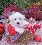 Leuke maltezer pups te koop!, Dieren en Toebehoren, Honden | Chihuahua's en Gezelschapshonden, Maltezer, CDV (hondenziekte), 8 tot 15 weken