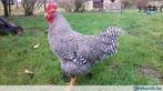 GROTE HANEN........ Wees snel en bel: 06 312 45450, Mannelijk, Kip