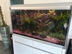 Aquarium AkvaStabil b100 x d50 x h50(140), Dieren en Toebehoren, Ophalen, Gebruikt, Gevuld zoetwateraquarium
