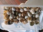 Schelpen voor schelpenvisjes, Dieren en Toebehoren, Vis