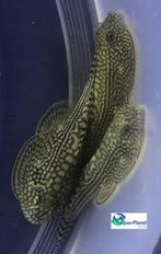 Sewellia lineolata, Vis, Zoetwatervis