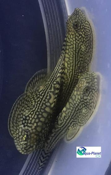 Sewellia lineolata beschikbaar voor biedingen