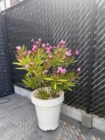 Grote prachtige witte pot met oleander, Ophalen, Zomer, Overige soorten, Volle zon