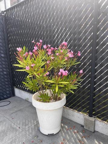 Grote prachtige witte pot met oleander beschikbaar voor biedingen