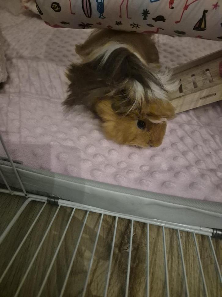 Twee cavia’s + twee kooien + accessoires, Dieren en Toebehoren, Knaagdieren, Vrouwelijk, Cavia, Juli