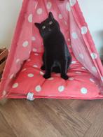 Zwarte Britse korthaar, Dieren en Toebehoren, Kattenmanden, Ophalen