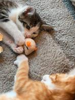 Lieve kittens zoeken liefdevol thuis (kijken Venhuizen), Dieren en Toebehoren, Katten en Kittens | Overige Katten, Meerdere dieren