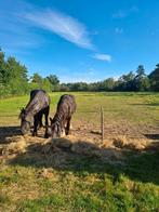 Weiland, Weidegang, 4 paarden of pony's of meer