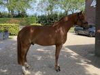 Knappe allround 5 jarige D pony ruin, Dieren en Toebehoren, Pony's, Gechipt, Ruin, Dressuurpony, 3 tot 6 jaar