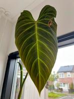 Geote kopstek philodendron splendid, Huis en Inrichting, Kamerplanten, Ophalen of Verzenden, Overige soorten, Minder dan 100 cm