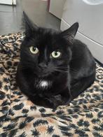 Lieve zwarte binnenkat (2 jaar) zoekt nieuw huis, Dieren en Toebehoren, Katten en Kittens | Overige Katten, Kater, Kortharig, 0 tot 2 jaar