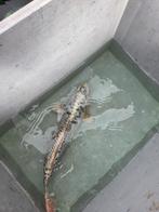3 japanse koi 45/50 cm, Dieren en Toebehoren, Vissen | Vijvervissen, Karper of Koi