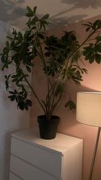 Kunst kamper plant, Ophalen, Gebruikt, Binnen