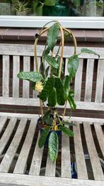 Hoya Vilosa Cao Dang, Ophalen of Verzenden, Overige soorten, Minder dan 100 cm