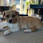 Ollie, Handelaar, 1 tot 2 jaar, Buitenland, Teef