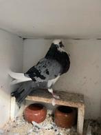 Vlucht, Dieren en Toebehoren, Vogels | Duiven, Mannelijk, Kropper