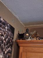 Kater 1.5 jaar tekoop, Dieren en Toebehoren, 15 weken tot 1 jaar, Eén hond, Nederland, Fokker | Hobbymatig