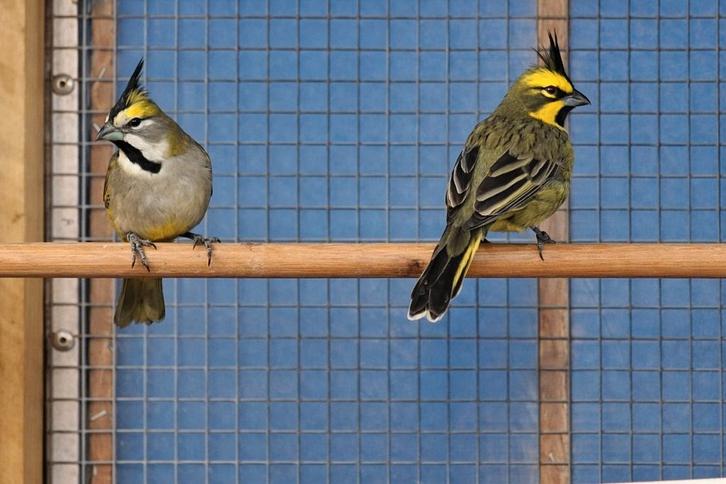 Groene kardinalen geringd 2025, Dieren en Toebehoren, Vogels | Overige Vogels, Tropenvogel, Meerdere dieren, Geringd