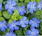 ACTIE NU €0.90per stuk Vinca minor maagdenpalm bodembedekker, Ophalen of Verzenden, Overige soorten, Minder dan 100 cm