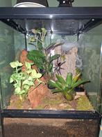 Tarantula Caribena Versicolor in bioactief terrarium, Overige soorten, Met terrarium, 0 tot 2 jaar