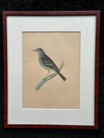 Oude lithografie afbeelding vogel Mus 25.5/31 cm, Antiek en Kunst, Kunst | Litho's en Zeefdrukken, Ophalen of Verzenden