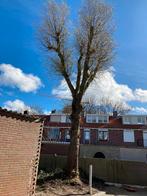 Wie kan deze boom kappen?, Tuin en Terras, Planten | Bomen, Ophalen of Verzenden