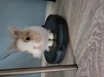 Lief teddy konijntje zoekt nieuw huis., Dieren en Toebehoren, Konijnen, Mannelijk, Dwerg, 6 tot 8 jaar
