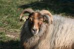 Heideschaap (ooi), Dieren en Toebehoren, Schapen, Geiten en Varkens, Vrouwelijk, Schaap