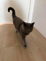 Britse korthaar, Dieren en Toebehoren, Kater, Gechipt, 0 tot 2 jaar