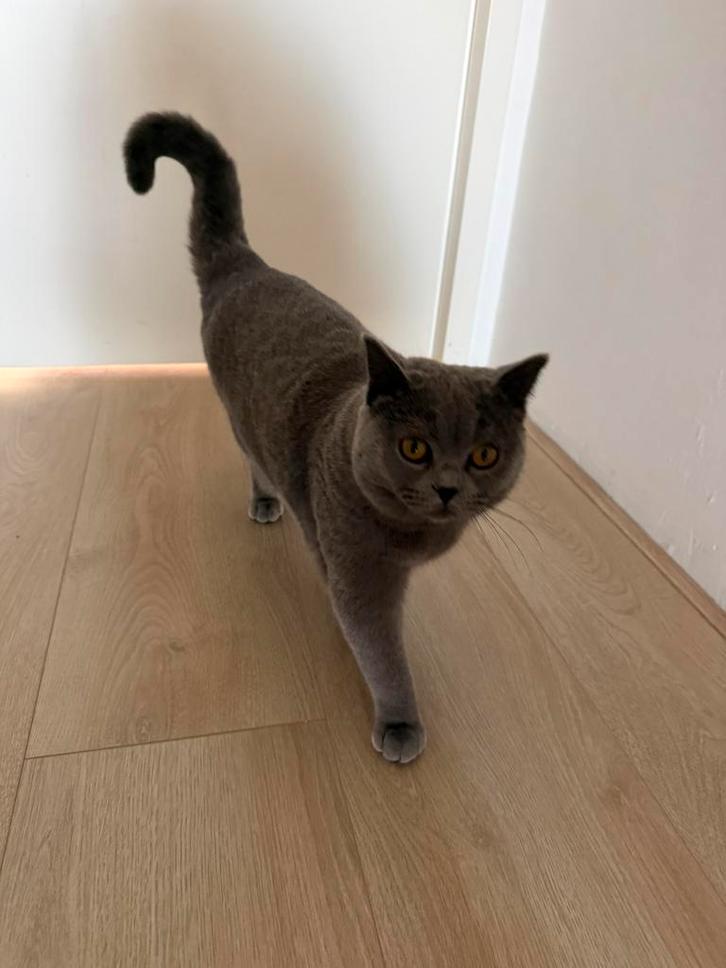 Britse korthaar, Dieren en Toebehoren, Katten en Kittens | Raskatten | Korthaar, Kater, 0 tot 2 jaar, Gechipt, Ontwormd, Ingeënt
