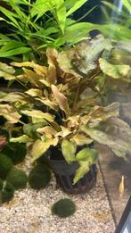 Cryptocoryne, Dieren en Toebehoren, Ophalen of Verzenden, Nieuw, Plant(en), Steen of Hout