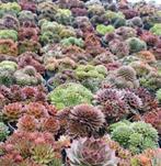 Sempervivum Rotsplanten Vetplanten, Ophalen, Zomer, Volle zon