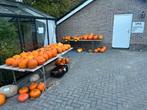 Halloween pompoenen, Tuin en Terras, Overige Tuin en Terras, Ophalen, Zo goed als nieuw