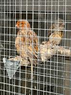 2 grote man kanaries, Dieren en Toebehoren, Mannelijk, Zangkanarie