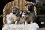 super schattige kruising herder x husky pups, Parvo, Overige rassen, 8 tot 15 weken, Meerdere