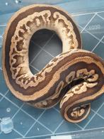 1.1 Mooie ballpython morphs te koop., Slang