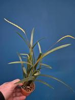 Orchidee Dendrochilum javieri p7 (1)