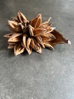 Gedroogde lotus decoratie, Ophalen of Verzenden, Zo goed als nieuw