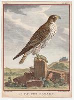 Le faucon hagard / de verwilderde valk oude gravure Ca. 1780, Antiek en Kunst, Kunst | Etsen en Gravures, Verzenden