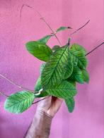 Hoya callistophylla, Huis en Inrichting, Kamerplanten, Verzenden, Overige soorten, Minder dan 100 cm