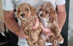 Toypoedel Puppy, Poedel, Rabiës (hondsdolheid), Reu, 8 tot 15 weken