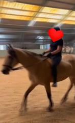 Bijrijder gezocht, Dieren en Toebehoren, Paarden en Pony's | Verzorgingsproducten, Ophalen of Verzenden, Zo goed als nieuw