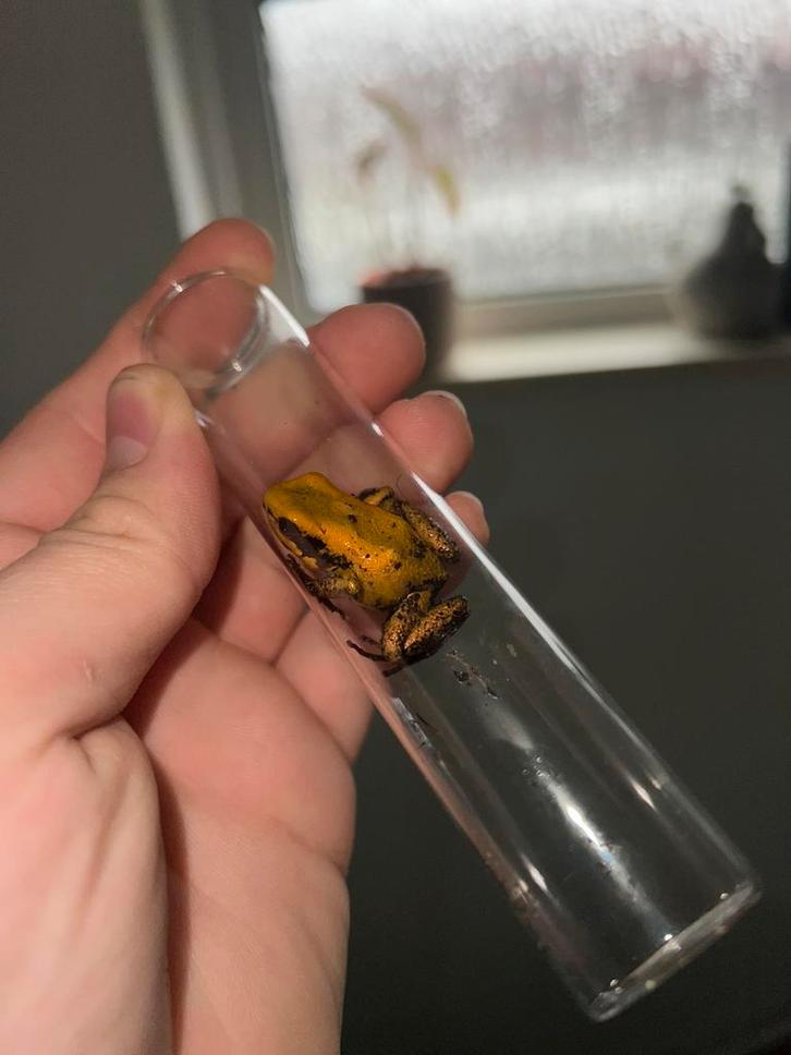 Phyllobates terribilis “Orange Blackfoot”