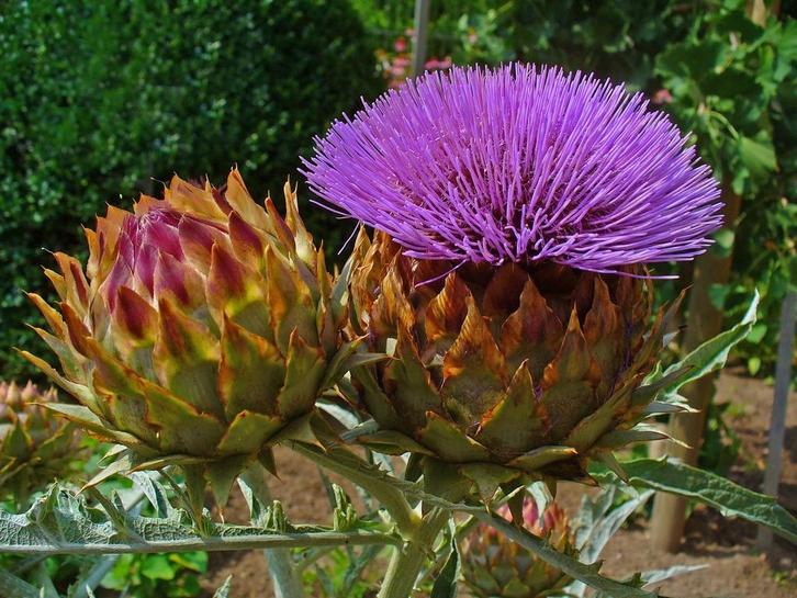 Cynara cardunculus – Kardoen, Bio (Nog 1 exemplaar!), Tuin en Terras, Planten | Tuinplanten, Vaste plant, Groenteplanten, Volle zon