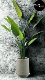 Dune Beige Compleet met Kunst Strelitzia Nicolai – 210 cm, Verzenden, Zo goed als nieuw